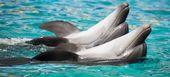 Лучший морской парк и дельфинарий на Коста дель Соль